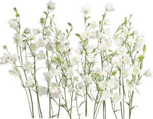 Flowers Bells 014