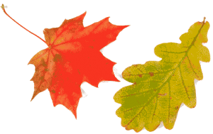 Терем Малый ОСЕНЬ 1160251 Stock Photo Oak And Maple Leaves