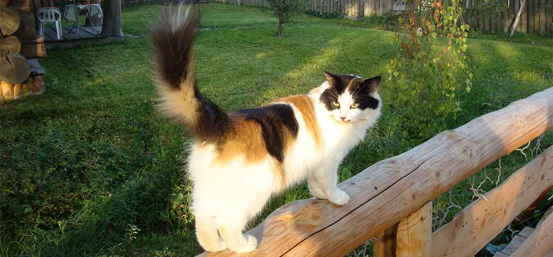 деревянные дома